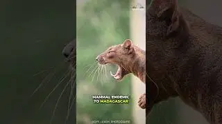 Fossa | The King Of Madagascar