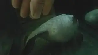Мой Акарыч Бирюзовая акара