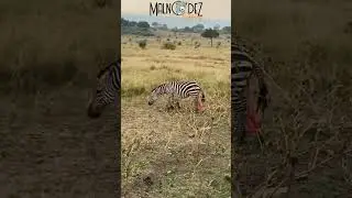 Zebra Giving Birth