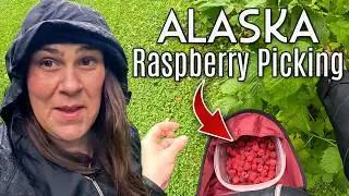 LOADS of  Raspberries | Pick and Process W/ Us!