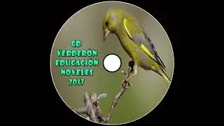CD Verderón Educación Noveles 2017/ Carduelis Chloris