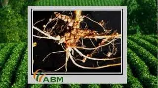 Nitrogen Fixation and Leghemoglobin