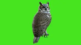 Owl Green Screen Video | Owl Green Screen high quality 4K Video | Owl Flying 4K Video | 
