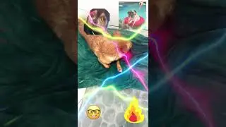 Minecraft dog
