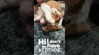 Chunk the English Bulldog doesn’t have an Attitude! #shorts #happy #funny #cuteanimals