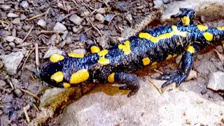 Spotted salamander in the Carpathian mountains