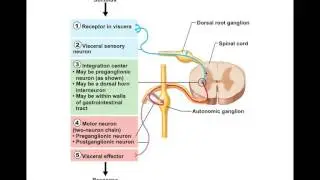 Chapter 14.5 Visceral Reflexes BIO201