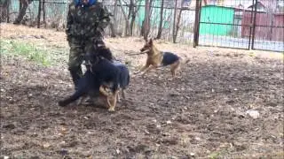 Эпизотическая тренировка на прогулке! Октябрь 2014