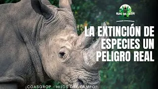 ALERTA! La extinción masiva ha comenzado y nadie hace nada 😨