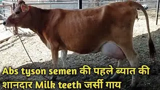 ⭐⭐⭐⭐⭐ Five star milk teeth pure breed Jersey cow I best abs tyson semen Jersey cow .