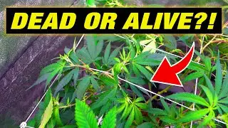 Vital Step by Step Cannabis Grow Tips plus Cannabis Trellis Net Install!