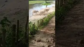 cow.    #shortvideo #cowvidieo #cow