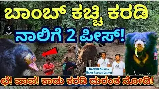 "ಛೆ! ಪಾಪ! ಬಾಂಬ್ ಕಚ್ಚಿ ಕರಡಿ ನಾಲಿಗೆ ಎರಡು ಪೀಸ್ ಪೀಸ್!-E07-Bannerghatta-WildLife SOS Bear Centre-#param