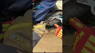 High Speed Seal Rescue 