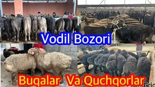VODIL CHORVA BOZORI. BUQALAR VA QUCHQORLAR NARHLARI.