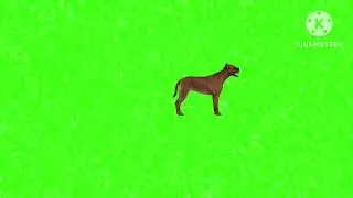 Dog attack green screen #greenscreen green screen dog 🐕 attack #copyrightfree green screen dog