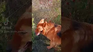 mi perrita Donatella