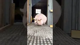 Rescue Pig Paulie says 