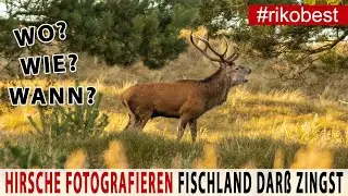 Hirsche Fotografieren - Hirschbrunft im Darßwald - Fotografieren mit Sigma 70-200 + 2x Telekonverter
