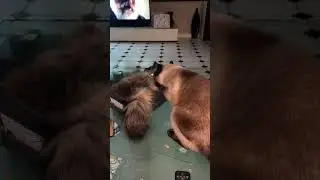 Спряталась?!                   #кот #животные #драки