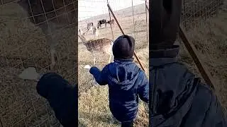 Ферма с животными