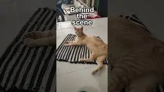 Majikan lagi kerja + behind the scenes  #edit #blender3d #aftereffects #kucing