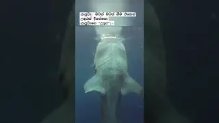 ආය බීම ගේන්නෙ නෑ 😢 #fypシ #viral #studentlife #universityofperadeniya