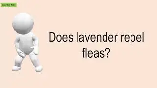 Does Lavender Repel Fleas?