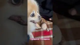 #шпиц