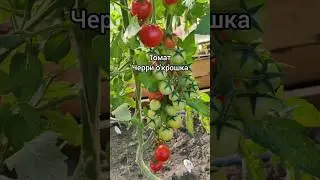 Томат "Черри о'крошка" #помидоры #томаты #черри#семенамаркет #семена #хештег