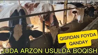 JUDA ARZON USULDA MOL BOQISH SIRLARI, QISRDAN FOYDA QANDAY, 
