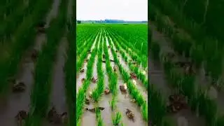 Chines Tik tok | Fruit Art| 