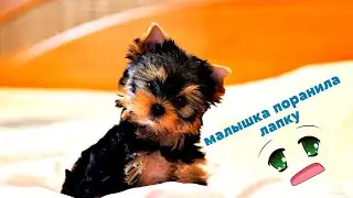 Наша МАЛЫШКА поранила лапку (((