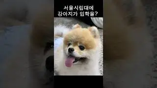 서울시립대에 강아지가 입학을? [2023 서울시립대학교 홍보영상 공모전]