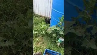 Живность на объекте ) подпишись !