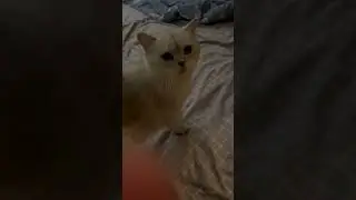 Разговор по душам с 🐈