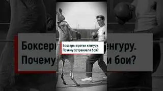 Kangaroo boxer vs. human 