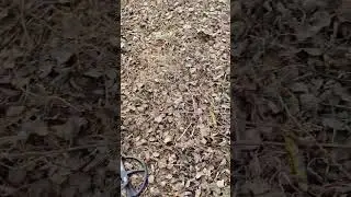 Ещё один автомобильный ключ найден👍поиск с металоискателем xp deus