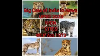 SPECIES IN NEWS BIG CATS IN INDIA #UPSC 2023  IMPORTANT Topics for CSE Pre 2023