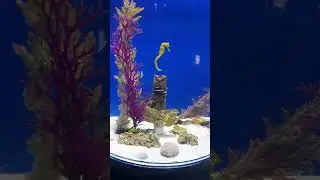 caballito de mar
