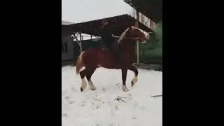 ноокат