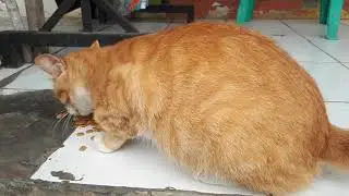 Becoming A Stray Cats Feeder | Feral Cat
