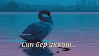 Син бер аккош.....   Илнур Галиуллин & Айгөл Зарипова