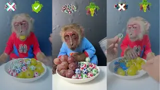 Monkeys eat fruit in emotional order
