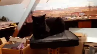 Trainspotting Cat