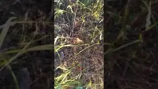 ходили за грибами 🍄🍄🍄