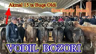 VODIL BOZORI. Qirgizistan Paroda Shvet Buqalar Makoni . 27,03,2024 . Kichik Va Katta Buqalar narhi