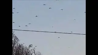 Алюлю