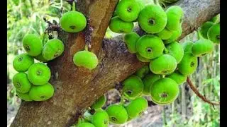 জেনে নিন  ডুমুরের দারুণ সব উপকারিতা