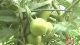 How to Grow Tomatoes in your Garden